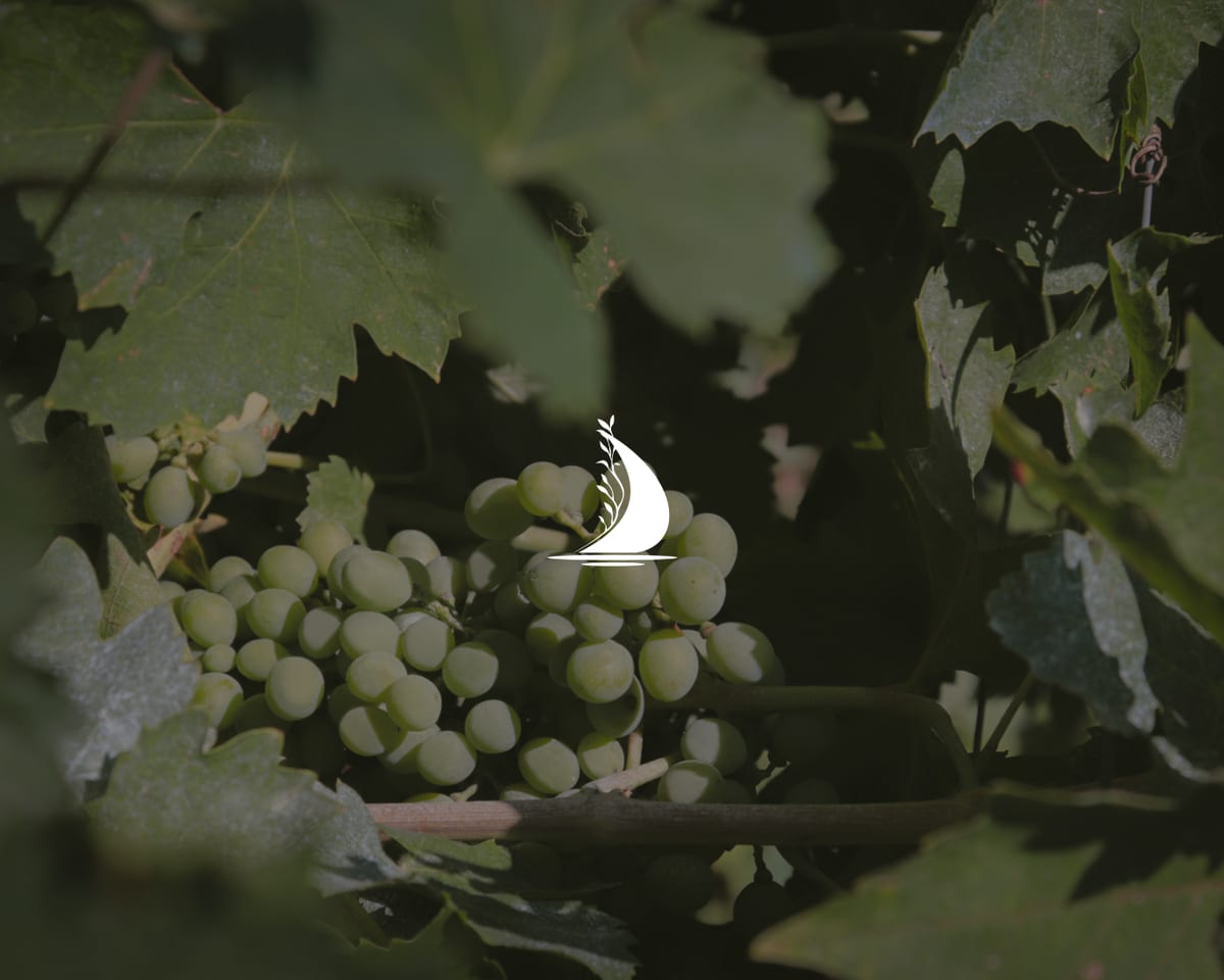 Valpolicella — la terra che ci ha insegnato il valore dell’artigianalità