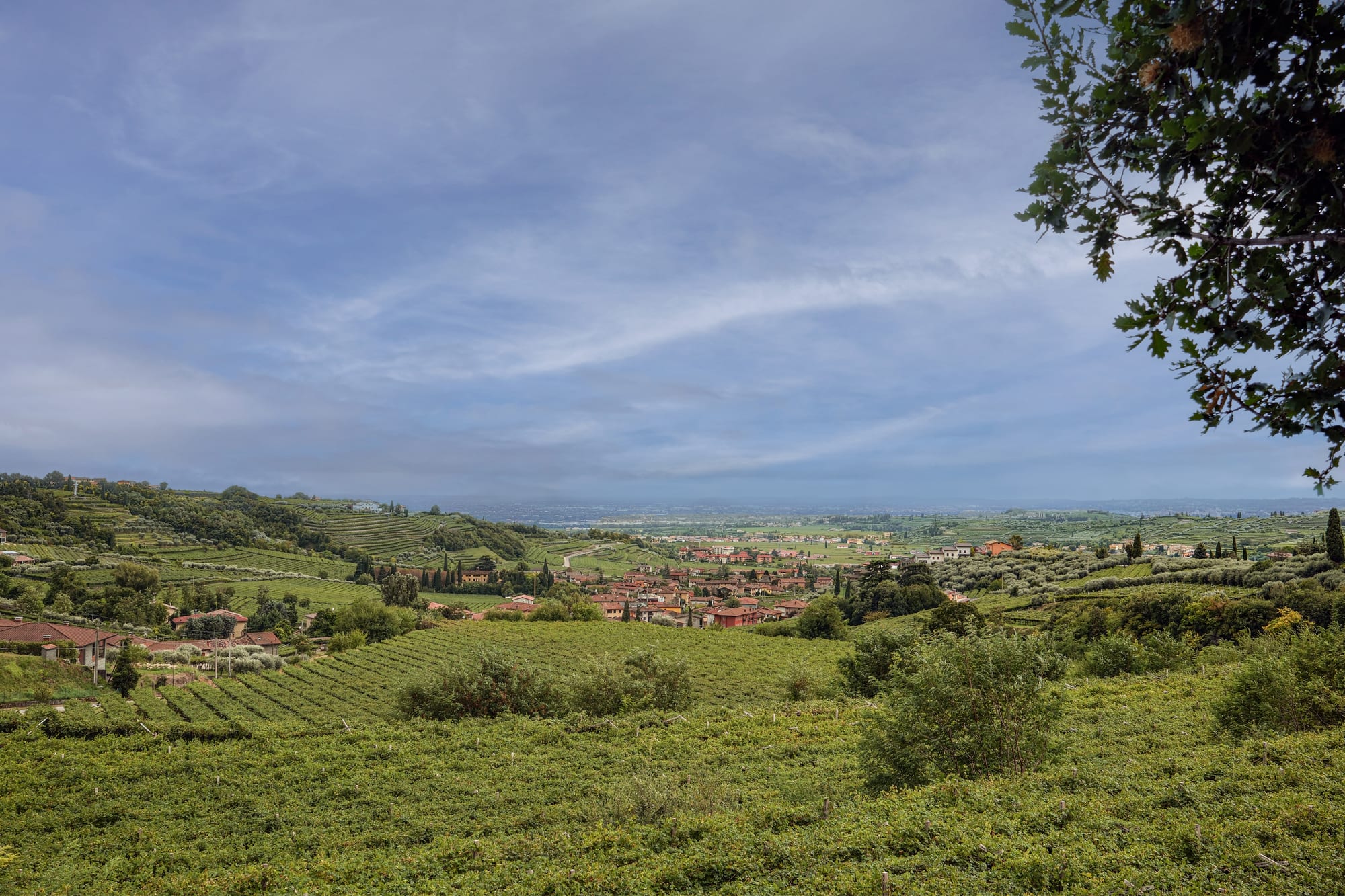 Panorama sulle colline della Valpolicella: vigneti terrazzati e un borgo tra i filari, con la pianura veronese sullo sfondo